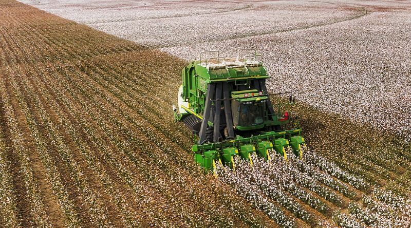 Combine with Cotton Head